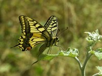 Papilio machaon 12, Koninginnenpage, Vlinderstichting-Chris van Swaay  7.23 15:31