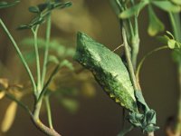 Papilio machaon 13, Koninginnenpage, pupa, Vlinderstichting-Kars Veling