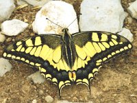 Papilio machaon 17, Koninginnenpage, Saxifraga-Marijke Verhagen