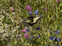 Papilio machaon 19, Koninginnenpage, Saxifraga-Jan van der Straaten