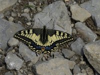 Papilio machaon 22, Koninginnenpage, Saxifraga-Jan van der Straaten