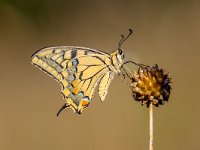 Swallowtail (Papilio machaon) resting on Allium Plant in the Morning Light  The Swallowtail is Europe's largest native butterfly, and also one of our rarest. : animal, background, beautiful, beauty, bloom, branch, branches, butterflies, butterfly, close-up, closeup, color, elegance, fauna, flower, foliage, grace, green, habitat, insect, isolated, landscape, lepidoptera, macaon, machaon, macro, meadow, natural, nature, old, one, orange, outdoor, papilio, plant, purple, single, spring, summer, swallow, swallowtail, tail, twig, twigs, wild, wildlife, wing, world, yellow