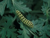 Papilio machaon 3, Koninginnenpage, Vlinderstichting-Henkjan Kieviet