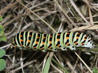 Papilio machaon 33, Koninginnenpage, Saxifraga-Rutger Barendse