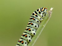 Papilio machaon 34, Koninginnenpage, Saxifraga-Elisabeth Raboin