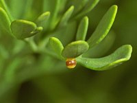 236_16, Koninginnepage ei : Papilio machaon, Koninginnepage, Swallowtail, egg