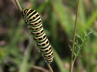 Papilio machaon 42, Koninginnenpage, Saxifraga-Peter Meininger