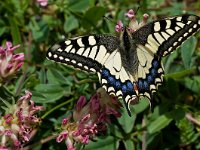 Papilio machaon 43, Koninginnenpage, Saxifraga-Rik Kruit