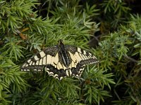 Papilio machaon 44, Koninginnenpage, Saxifraga-Willem van Kruijsbergen