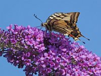 Papilio machaon 69, Koninginnenpage, Saxifraga-Mark Zekhuis