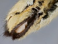 Papilio machaon 70, Koninginnenpage, Saxifraga-Ab H. Baas