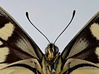 Papilio machaon 77, Koninginnenpage, Saxifraga-Ab H. Baas