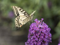 Papilio machaon 81, Koninginnenpage, Saxifraga-Willem van Kruijsbergen