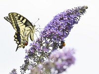 Papilio machaon 83, Koninginnenpage, Saxifraga-Tom Heijnen