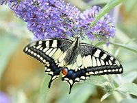 Papilio machaon 84, Koninginnenpage, Saxifraga-Tom Heijnen