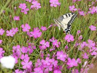 Papilio machaon 86, Koninginnenpage, Saxifraga-Tom Heijnen