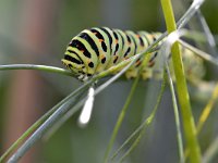 Papilio machaon 93, Koninginnenpage, Saxifraga-Tom Heijnen