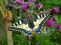 Papilio machaon 97, Koninginnenpage, Vlinderstichting-Kars Veling