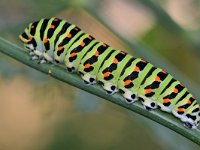 Papilio machaon 98, Koninginnenpage, Saxifraga-Tom Heijnen