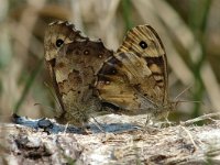 Pararge aegeria 4, Bont zandoogje, Vlinderstichting-Joost Uittenboogaard