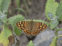 Pararge xiphioides, Canary Speckled Wood