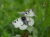 Parnassius mnemosyne 10, Zwarte apollovlinder, Saxifraga-Joep Steur