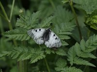 Parnassius mnemosyne 9, Zwarte apollovlinder, Saxifraga-Dirk Hilbers