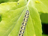 Pieris brassicae 39, Groot koolwitje, Saxifraga-Bart Vastenhouw