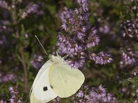 Pieris brassicae 44, Groot koolwitje, Saxifraga-Willem van Kruijsbergen