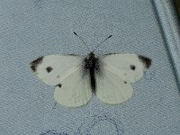 Pieris mannii, Southern Small White