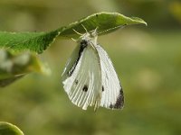 Pieris mannii 11, Scheefbloemwitje, Saxifraga-Joep Steur