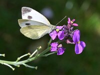 Pieris mannii 13, Scheefbloemwitje, Saxifraga-Tom Heijnen