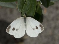 Pieris mannii 4, Scheefbloemwitje, Saxifraga-Willem van Kruijsbergen