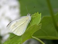 Pieris mannii 7, Scheefbloemwitje, Saxifraga-Tom Heijnen