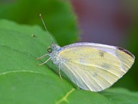 Pieris mannii 8, Scheefbloemwitje, Saxifraga-Tom Heijnen