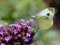 Pieris mannii 9, Scheefbloemwitje, Saxifraga-Tom Heijnen