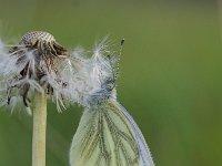 Pieris napi 56, Klein geaderd witje, Saxifraga-Luuk Vermeer