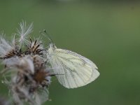 Pieris napi 57, Klein geaderd witje, Saxifraga-Luuk Vermeer