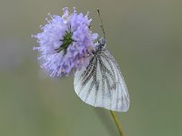 Pieris napi 61, Klein geaderd witje, Saxifraga-Luuk Vermeer