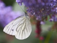 Pieris napi 67, Klein geaderd witje, Saxifraga-Tom Heijnen