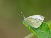 Pieris rapae 38, Klein koolwitje, Saxifraga-Ab H. Baas