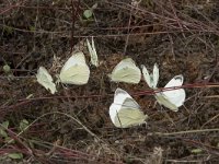 Pieris rapae 55, Klein koolwitje, Saxifraga-Willem van Kruijsbergen