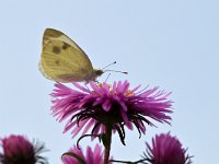 Pieris rapae 56, Klein koolwitje, Saxifraga-Tom Heijnen