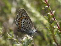 Plebejus argus 104, Heideblauwtje, Saxifraga-Willem van Kruijsbergen