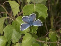 Plebejus argus 105, Heideblauwtje, Saxifraga-Willem van Kruijsbergen