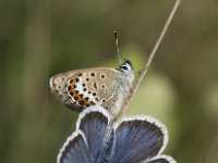 Plebejus argus 109, Heideblauwtje, Saxifraga-Willem van Kruijsbergen