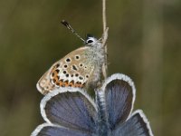 Plebejus argus 110, Heideblauwtje, Saxifraga-Willem van Kruijsbergen