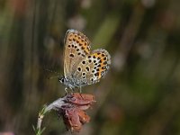 Plebejus argus 114, Heideblauwtje, Saxifraga-Luuk Vermeer