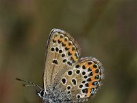 Plebejus argus 115, Heideblauwtje, Saxifraga-Luuk Vermeer