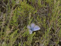 Plebejus argus 118, Heideblauwtje, Saxifraga-Willem van Kruijsbergen (2)